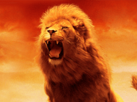 Lion 7