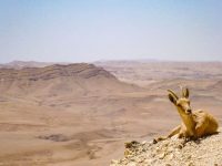 Goat lies in the Arava desert, Israel.
